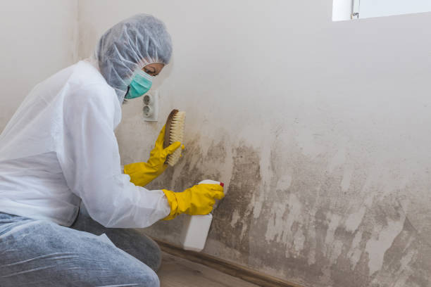 Best Residential Mold Removal  in USA